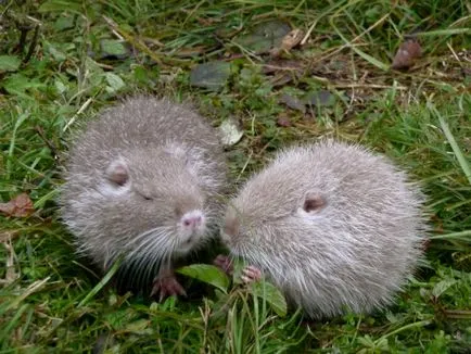 nutrie Stud și conținutul la domiciliu (condiții) De reproducție nutria, și conținutul la domiciliu