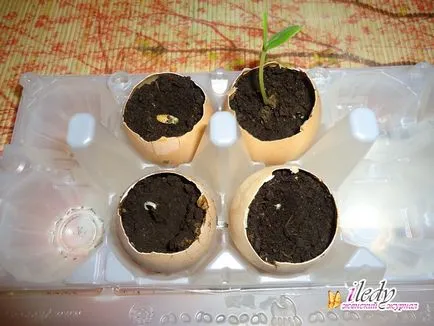 Răsaduri de castraveți în cojii - reglementările în creștere (castraveți) Răsaduri de castraveți în cojii - reguli de cultivare