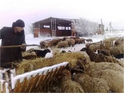 Oile la domiciliu pentru începători (acasă) Oile la domiciliu pentru începători