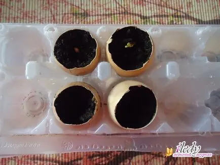 Răsaduri de castraveți în cojii - reglementările în creștere (castraveți) Răsaduri de castraveți în cojii - reguli de cultivare