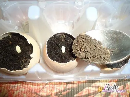 Răsaduri de castraveți în cojii - reguli de cultivare (fructe și legume de grădină) Răsaduri de castraveți în cojii - reguli de cultivare