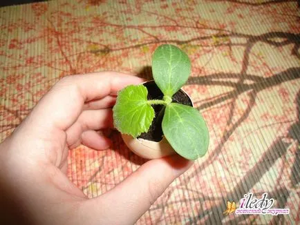 Răsaduri de castraveți în cojii - reglementările în creștere (puieți) Răsaduri de castraveți în cojii - reguli de cultivare
