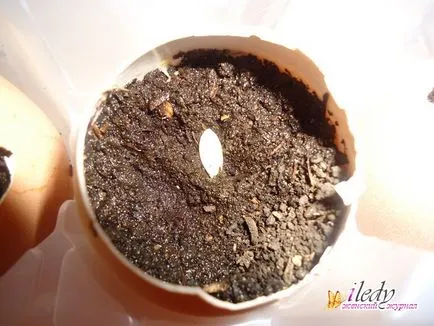 Răsaduri de castraveți în cojii - reglementările în creștere (puieți) Răsaduri de castraveți în cojii - reguli de cultivare