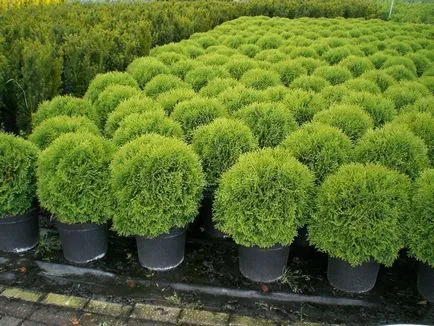 Reproducerea Arborvitae butași, semințe, ramuri de la domiciliu