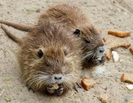nutrie Stud și conținutul la domiciliu (condiții) De reproducție nutria, și conținutul la domiciliu