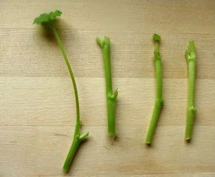 Propagarea prin butași de pas cu pas instrucțiunile geranium (butași) Propagarea prin butasi de pas cu pas ghid muscata