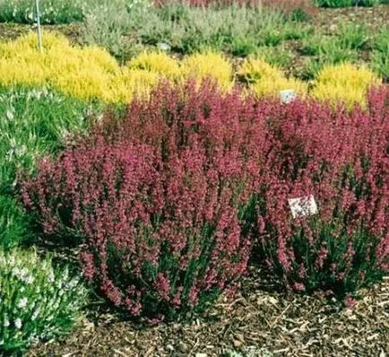 Descrierea plantelor Erica, metode de caracteristici de reproducere, cultivare și întreținere