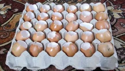 Recomandări cu privire la cultivarea de răsaduri castravete în coajă