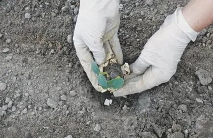 Recomandări cu privire la cultivarea de răsaduri castravete în coajă