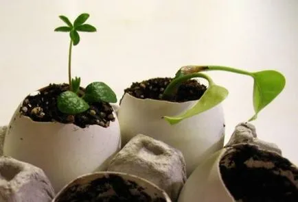 Recomandări cu privire la cultivarea de răsaduri castravete în coajă