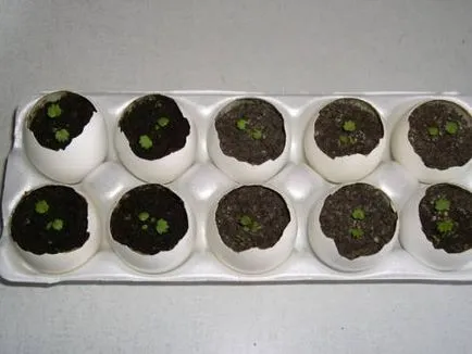 Recomandări cu privire la cultivarea de răsaduri castravete în coajă