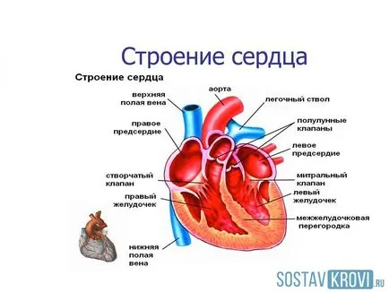 Valvulare regurgitare 1, 2, 3 grade, la copii, diagnostic și tratament