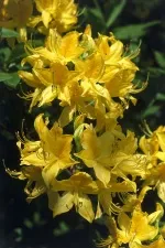 Rhododendron - aceasta