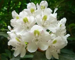 Rhododendron - aceasta