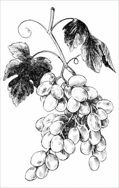 Desen de la natură - pagina 6 (lasati sa se usuce, apoi) Desen de la natură - pagina 6