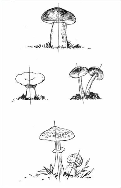 Desen de la natură - pagina 6 (lasati sa se usuce, apoi) Desen de la natură - pagina 6