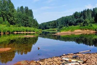Pescuitul cu filare în iunie, iulie, august, prinderea prădători, crap, somn de vara (vara filare) Pescuitul cu filare în iunie, iulie, august, prinderea prădători, crap, somn de vară