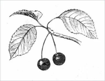 Desen din natură - pagina 6 (încercați să atragă natura) Desen de la natură - pagina 6