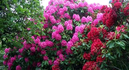 Rododendroni de întreținere, de plantare și cultivare în câmp deschis, reproducerea în acasă (aterizare) Rododendroni de întreținere, de plantare și cultivare în câmp deschis, reproducerea în casă