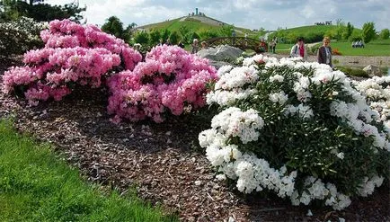 Rododendroni de întreținere, de plantare și cultivare în câmp deschis, reproducerea în gazdă (reproducerea) Rododendroni de întreținere, de plantare și cultivare în câmp deschis, reproducerea în casă
