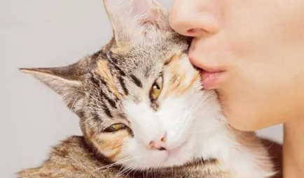 Rinita simptomelor pisici, diagnostic, tratament, prevenire, animale de casa (rinită) Rinita la pisici simptome, diagnostic, tratament, prevenire, animale de casa