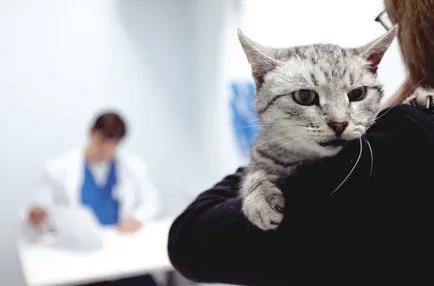Rinita simptomelor pisici, diagnostic, tratament, prevenire, animale de casa (tratament) Rinita la pisici simptome, diagnostic, tratament, prevenire, animale de casa