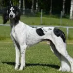 Borzoi rusă descriere rasă, fotografii, îngrijire natura (Borzoi) Rusă Borzoi rasa descriere, fotografii, caracter, îngrijire