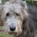 Descriere rusă Borzoi rasă, fotografii, îngrijire natura (descriere) Rusă Borzoi rasa descriere, fotografii, caracter, îngrijire