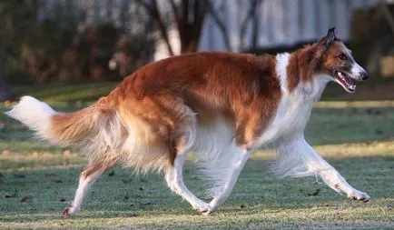 Borzoi rusă Descriere rasă, fotografii, îngrijire natura (rusă) Rusă Borzoi rasa descriere, fotografii, caracter, îngrijire