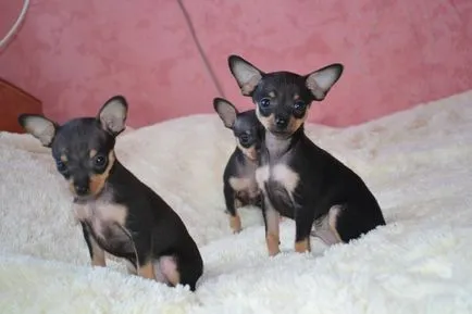 Română netedă cu părul terier jucărie - cea mai mică dintre terrier (strat neted) Română netedă cu părul terier jucărie - cea mai mică dintre Terrier