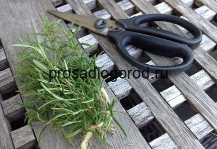 Rosemary în creștere într-o oală la domiciliu pe un balcon sau pervaz, clipuri video și fotografii