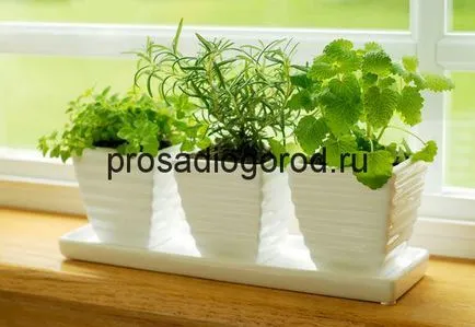 Rosemary în creștere într-o oală la domiciliu pe un balcon sau pervaz, clipuri video și fotografii