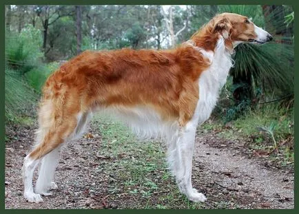 Greyhound rus graba mai repede decât vântul! Standarde și caracteristici ale Rase de caini Borzoi rus