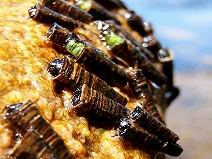 Caddis larvă și descrierea și habitat, reproducerea și utilizarea insectelor în pești