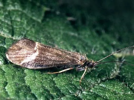 Caddis larvă și descrierea și habitat, reproducerea și utilizarea insectelor în pești