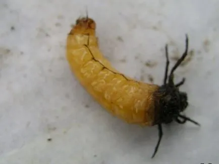Caddis larvă și descrierea și habitat, reproducerea și utilizarea insectelor în pești