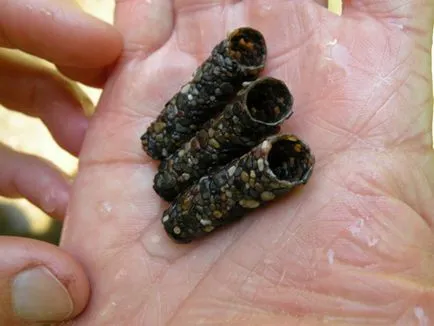 Caddis larvă și descrierea și habitat, reproducerea și utilizarea insectelor în pești