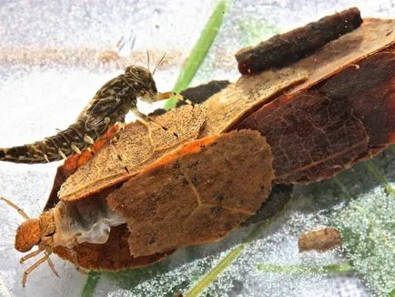 Caddis larvă și descrierea și habitat, reproducerea și utilizarea insectelor în pești
