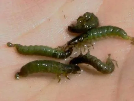 Caddis larvă și descrierea și habitat, reproducerea și utilizarea insectelor în pești