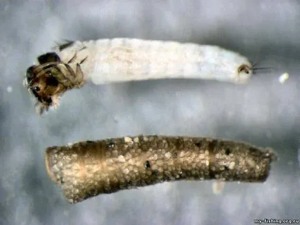 Caddis larvă și descrierea și habitat, reproducerea și utilizarea insectelor în pești