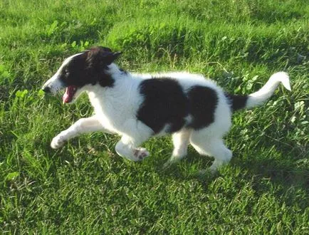 Greyhound rus graba mai repede decât vântul! Standarde și caracteristici ale Rase de caini Borzoi rus