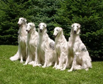 Greyhound rus graba mai repede decât vântul! Standarde și caracteristici ale Rase de caini Borzoi rus