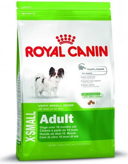 Română netedă cu părul terier jucărie - cel mai mic terrier-ului (conținutul de terrier) Română netedă cu părul terier jucărie - cea mai mică dintre Terrier