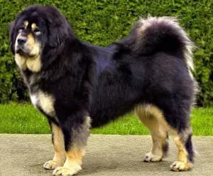Cel mai scump caine din lume (50 poze) tibetan Mastiff, o rasa veche a ceea ce, cât de mult, ce fel de