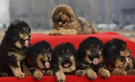 Cel mai scump caine din lume (50 poze) tibetan Mastiff, o rasa veche a ceea ce, cât de mult, ce fel de