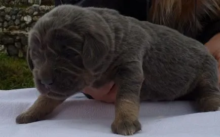 Cel mai scump caine din lume (50 poze) tibetan Mastiff, o rasa veche a ceea ce, cât de mult, ce fel de