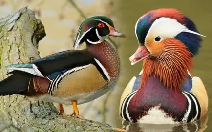 Cele mai strălucitoare și mai pozitive punctele de vedere ale păsărilor de curte mondială, pozitive și știri interesante (cele mai frumoase poze de păsări) Cele mai strălucitoare și mai pozitive punctele de vedere ale păsărilor de curte mondială, pozitive și știri interesante