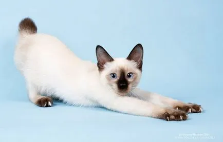Cea mai mică felina din lume numele speciei, fotografiile lor