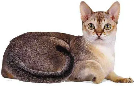 Cea mai mică felina din lume numele speciei, fotografiile lor