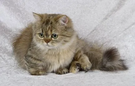 Cea mai mică felina din lume numele speciei, fotografiile lor
